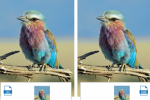 blog image webp lilac breasted roller