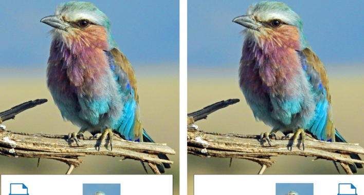 blog image webp lilac breasted roller