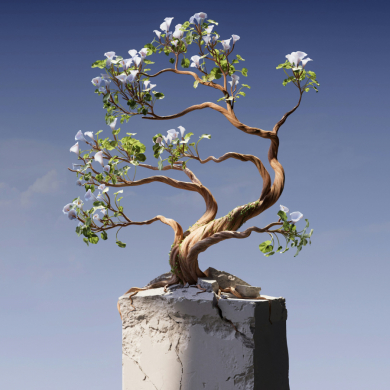 bonsai growing from a block